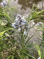 Amsonia hubrichtii