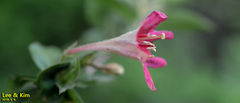 Weigela subsessilis