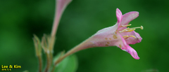 Weigela subsessilis