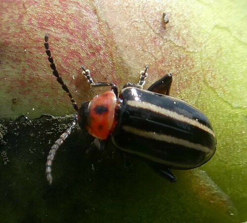 Pigweed Flea Beetle photo 5