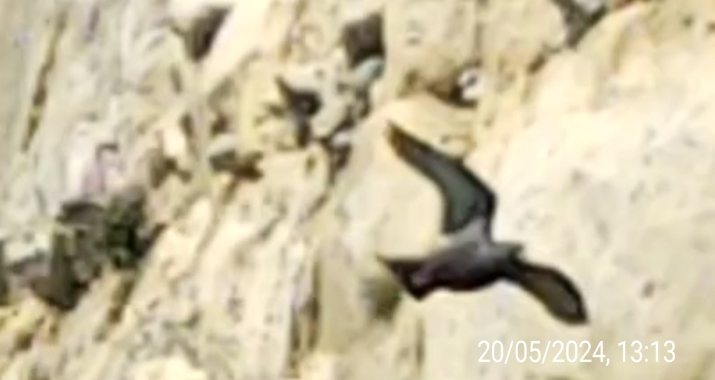 Rock Pigeon from West Quay Beach car park, Newhaven BN9 9DN, UK on May