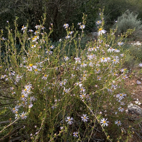 Image of Felicia filifolia by (c) kevin koen, some rights reserved (CC BY-SA)