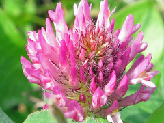 Trifolium pratense