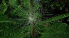 Oxypetalum harleyi