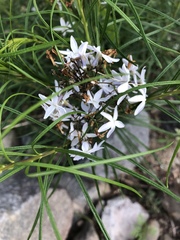Amsonia hubrichtii