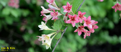 Weigela subsessilis