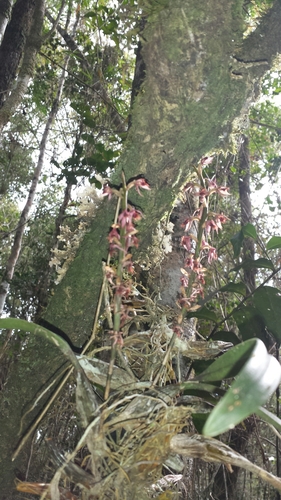 Bulbophyllum reflexiflorum image