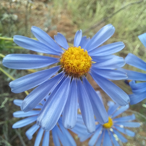 Bigblue Felicia (Felicia ovata)