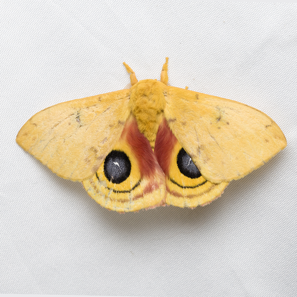 Io Moth from Shelby County, AL, USA on May 19, 2024 at 0837 PM by John