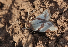 Sparganothis senecionana