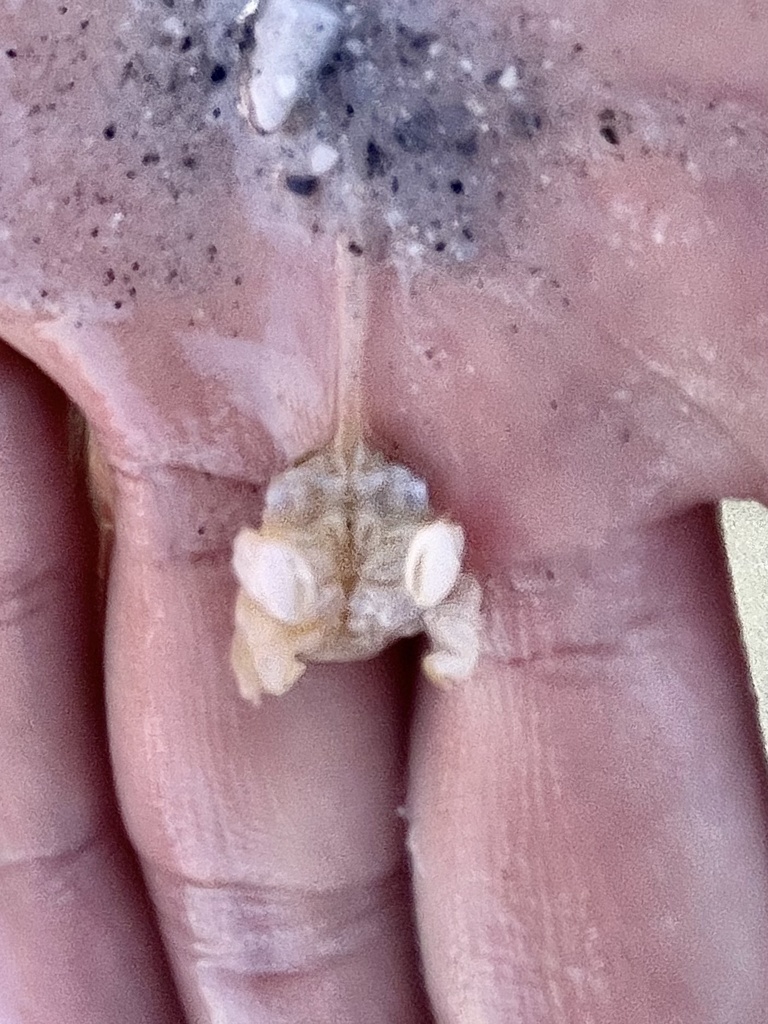 Lepidopa benedicti