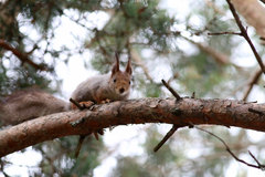 Sciurus