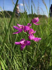 Calopogon oklahomensis