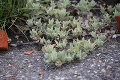 Atriplex maximowicziana