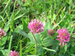 Trifolium pratense