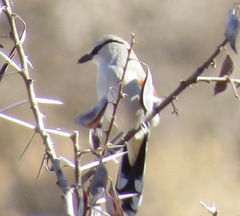 Tchagra jamesi