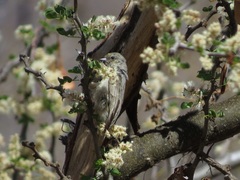 Anthoscopus musculus