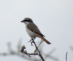 Lanius phoenicuroides