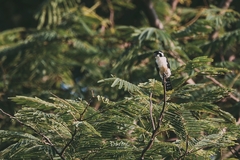 Microhierax fringillarius