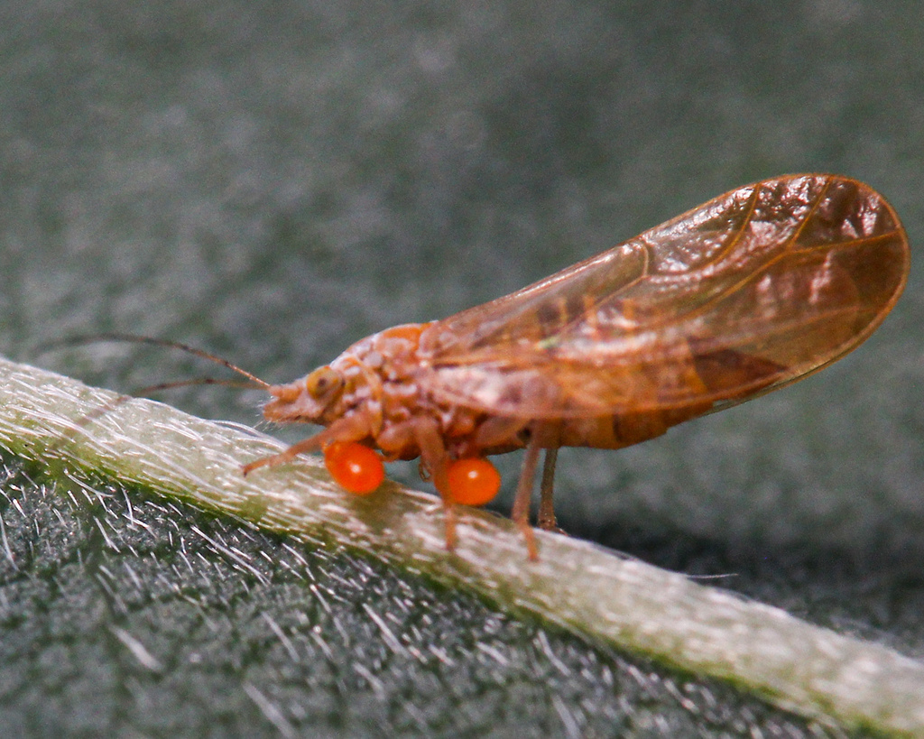 Livilla variegata