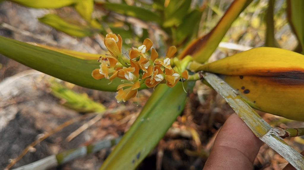 Epidendrum martinezii L.Sánchez & Carnevali 2