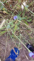 Cichorium pumilum