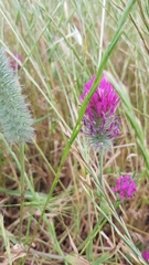 Trifolium purpureum