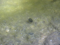 Ambrysus