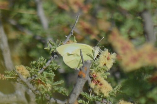Lyside Sulphur photo 5