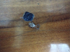 Ammotrechidae