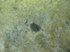 Ambrysus