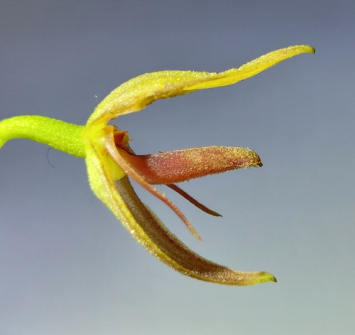 Pleurothallis adonis, photograph 4