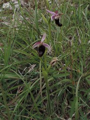 Ophrys bertolonii