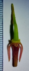 Pleurothallis adonis, photograph (c) Daniel Mesa, some rights reserved (CC BY)