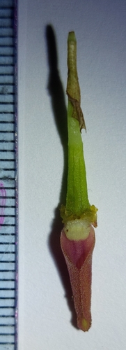Pleurothallis adonis, photograph 6