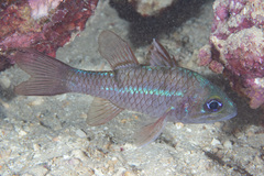 Pristicon rhodopterus