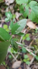 Aulagromyza cornigera