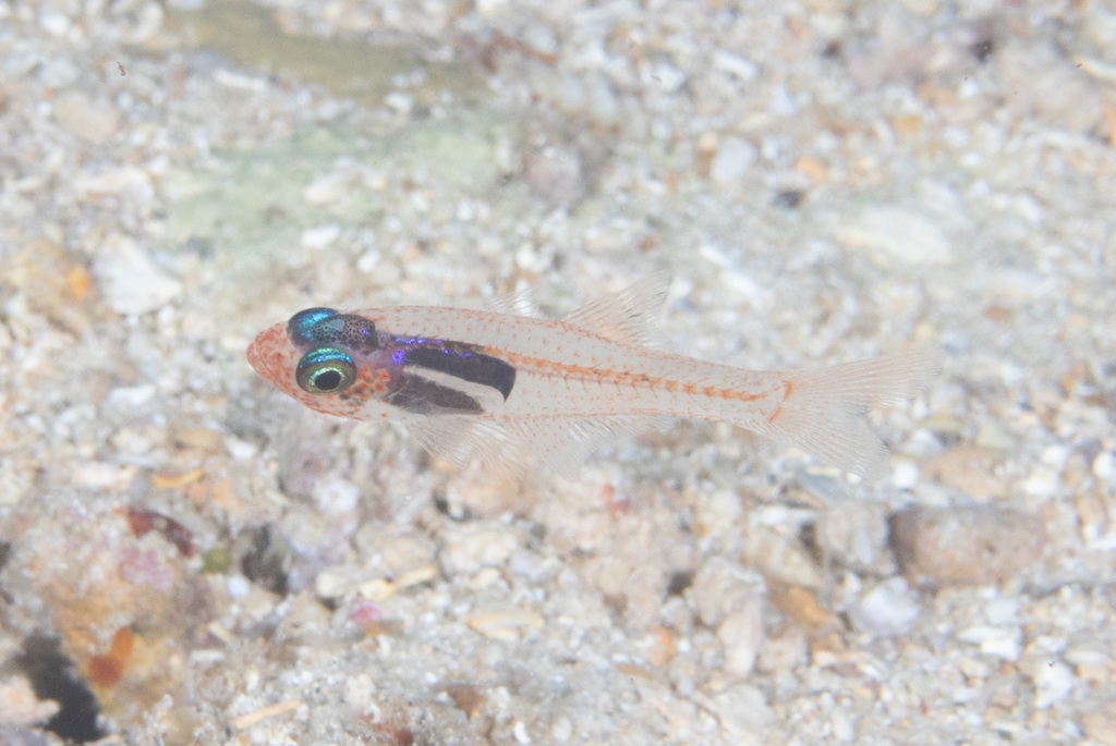 Cercamia laamu