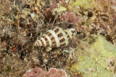 Buccinidae