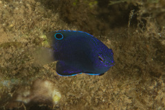 Pomacentrus burroughi