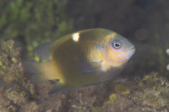 White-Spot Damsel photo 2