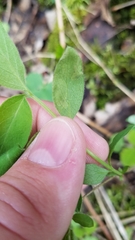 Aulagromyza cornigera