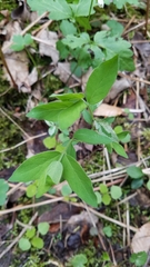 Aulagromyza cornigera