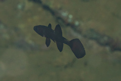 Pseudamia zonata