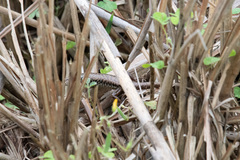 Sphenomorphus incognitus