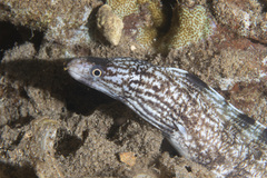 Gymnothorax enigmaticus