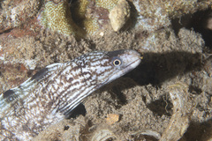 Gymnothorax enigmaticus