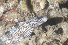 Gymnothorax enigmaticus