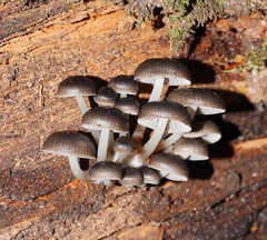 Mycena tuvara