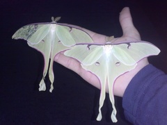 Actias truncatipennis